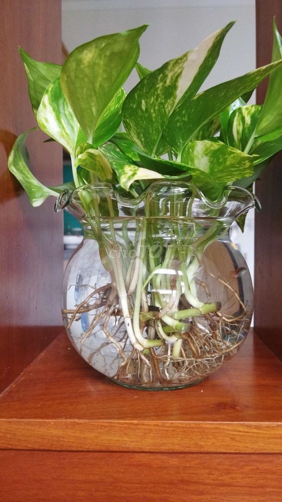 Cây Trầu Bà Thủy Tinh Trang Trí. Mua bán Cây cảnh, đồ trang trí tại Thành phố Biên Hòa Đồng Nai được đăng bởi Quang Nam hình 1