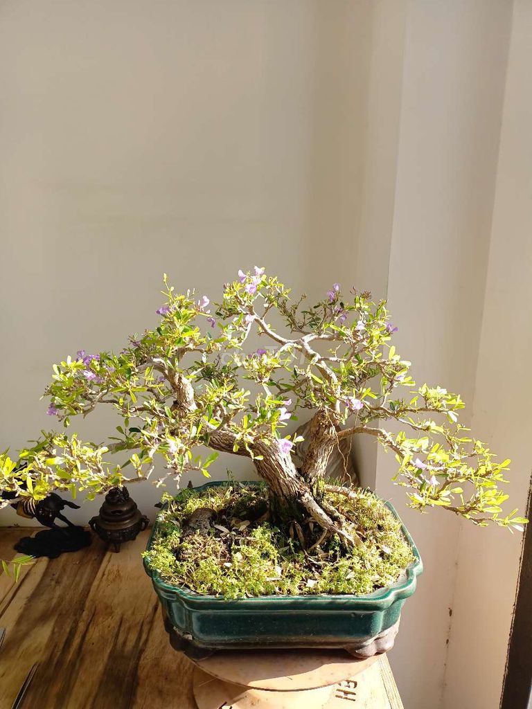 Cây cảnh bonsai Linh sam hoa Tím. Mua bán Cây cảnh, đồ trang trí tại Quận Tân Bình Tp Hồ Chí Minh được đăng bởi Reno Trần hình 1
