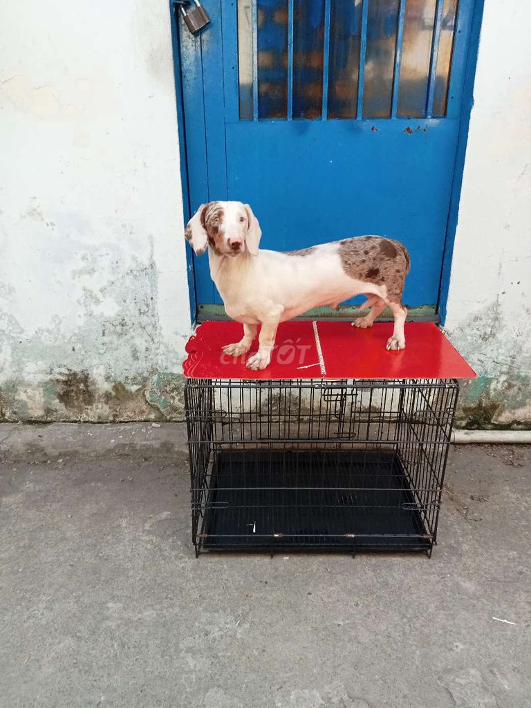 Lạp xưởng đực. Mua bán Chó tại Quận 12 Tp Hồ Chí Minh được đăng bởi tý hình 1