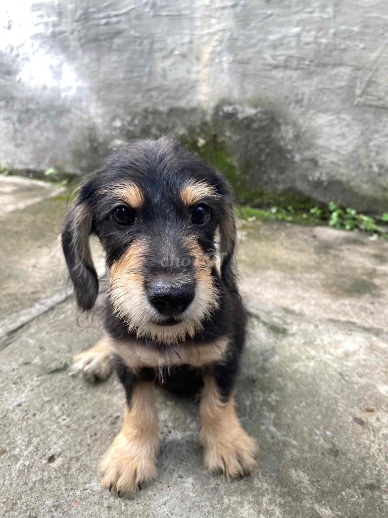 Chó Lạp xưởng lông dài. Mua bán Chó tại Quận 7 Tp Hồ Chí Minh được đăng bởi Bảo Ngọc hình 1