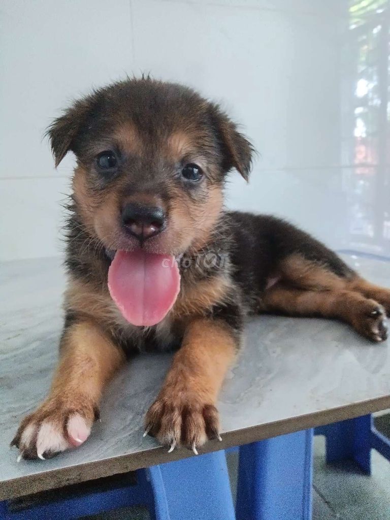 Chó Rottweiler F1 giống to coi nhà giỏi. Mua bán Chó tại Quận 6 Tp Hồ Chí Minh được đăng bởi Tăng Chí Lương  hình 1