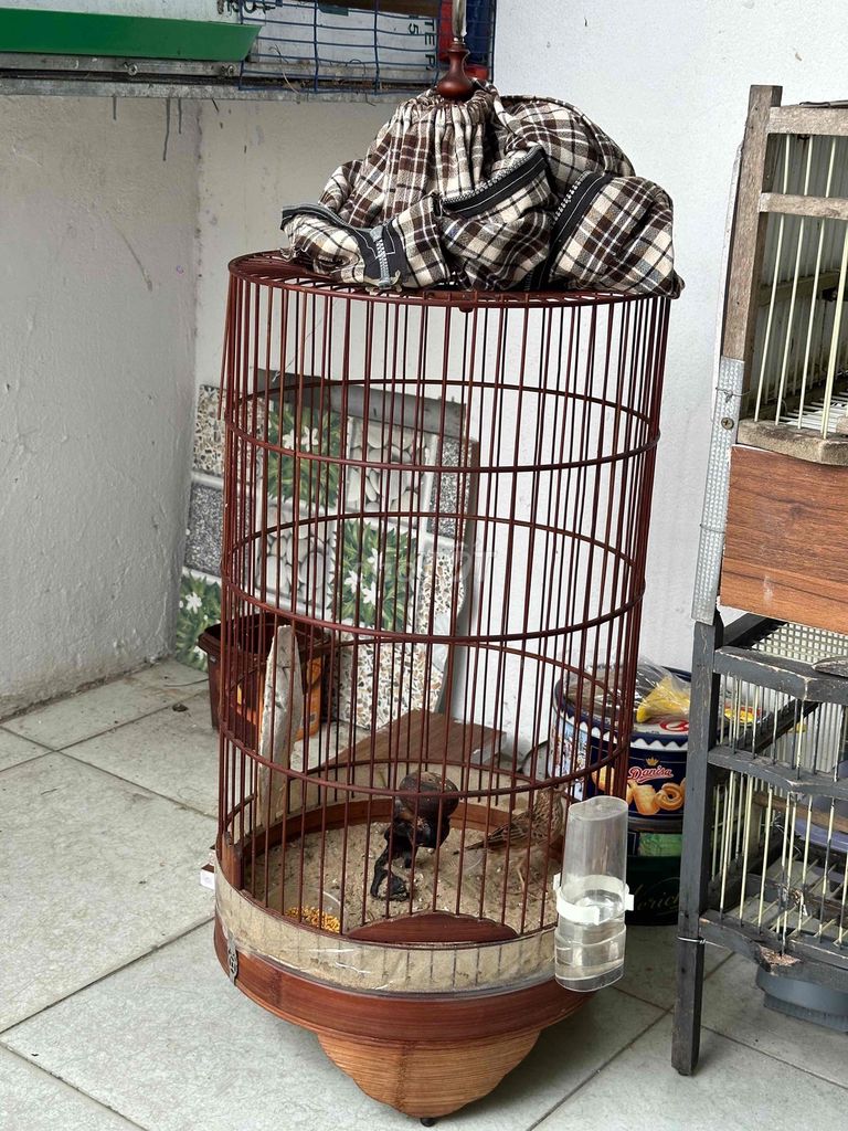 combo chim lồng sơn ca. Mua bán Chim tại Quận Sơn Trà Đà Nẵng được đăng bởi chim cảnh nhỏ sơn trà hình 1