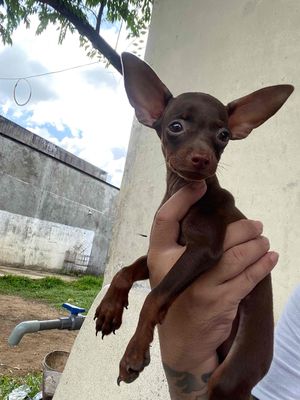 phóc hươu mini