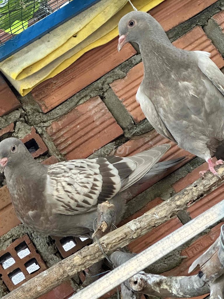 Chim bồ câu xám 1 cặp. Mua bán Chim tại Huyện Bắc Tân Uyên Bình Dương được đăng bởi Trung hình 1