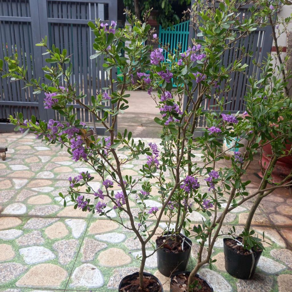 Cây giống Linh sam siêu bông. Mua bán Cây cảnh, đồ trang trí tại Thành phố Đồng Xoài Bình Phước được đăng bởi Đô hình 1
