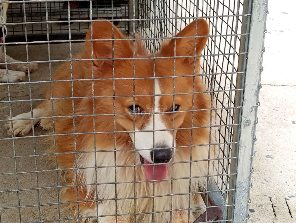 Chó Corgi đực Nâu trắng Thuần chủng. Mua bán Chó tại Thành phố Biên Hòa Đồng Nai được đăng bởi Nhân Rottweiler  hình 1