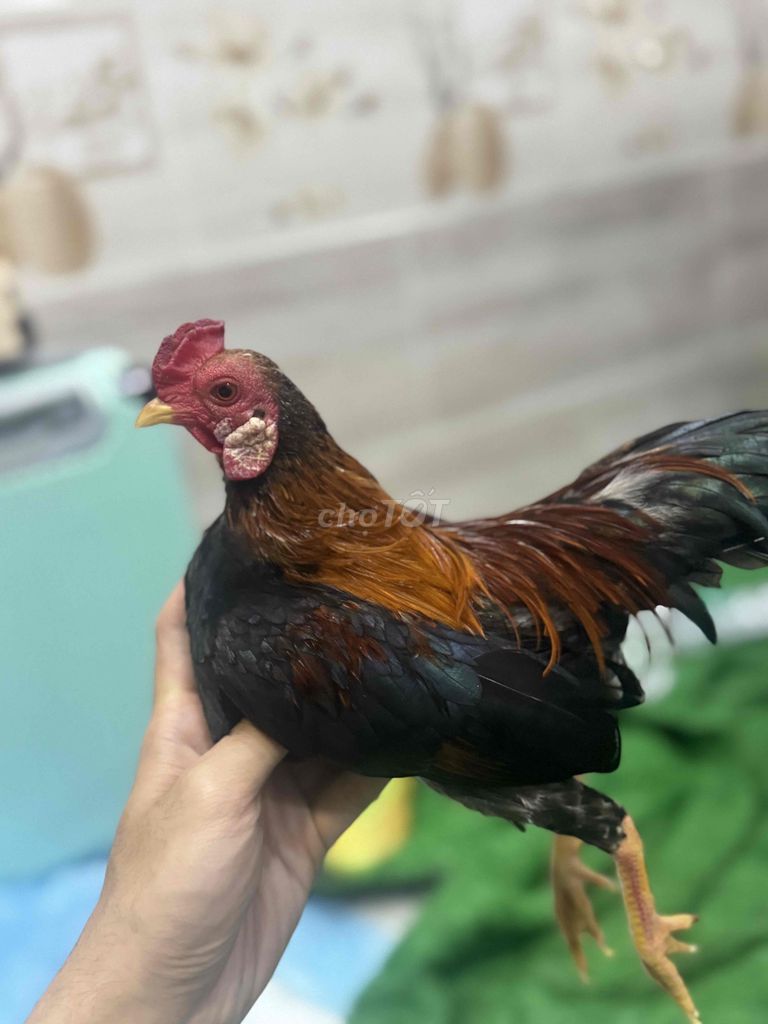cần bán gà tre bắc 5 lạng. Mua bán Gà tại Huyện Củ Chi Tp Hồ Chí Minh được đăng bởi páo hình 1