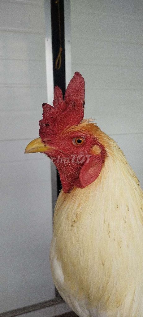 Bướm 3k5. Mua bán Gà tại Huyện Tân Phú Đông Tiền Giang được đăng bởi Long phung hình 1