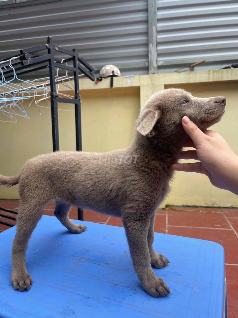 chó bắc hà màu xám hiếm có. Mua bán Chó tại Huyện Thường Tín Hà Nội được đăng bởi Thu Hoài hình 3