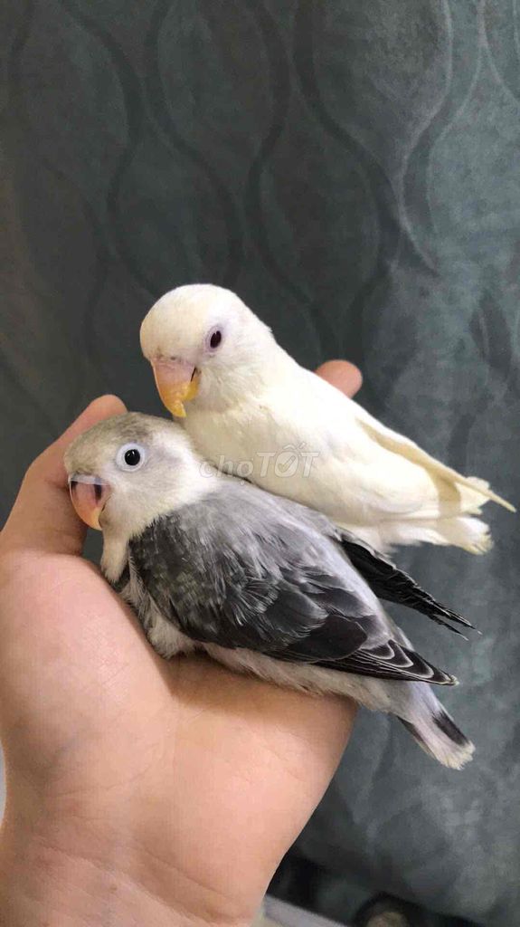 lovebird, mỗi bé 1 triệu, lấy cả 2 có giảm