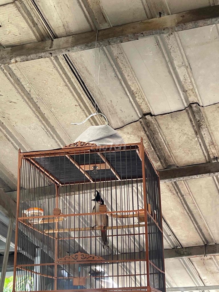 chim chào mào. Mua bán Chim tại Thành phố Thủ Đức Tp Hồ Chí Minh được đăng bởi Minh Quân hình 1