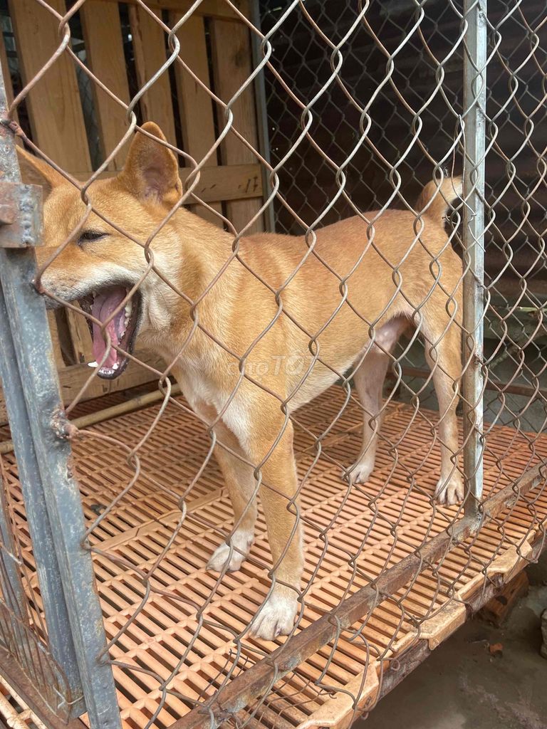 Chó săn hàng Đa Năng thanh lý hết đàn, hàng tuyển. Mua bán Chó tại Huyện Xuân Lộc Đồng Nai được đăng bởi 0901.322.113 hình 1