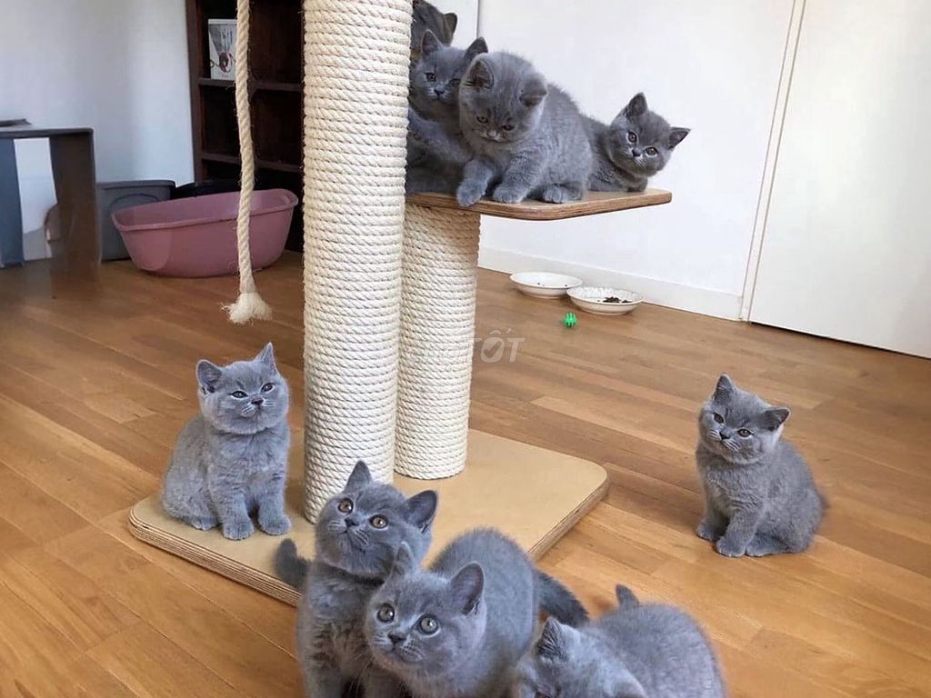 ANH LÔNG NGẮN SIÊU YÊU. Mua bán Mèo tại Quận Bình Tân Tp Hồ Chí Minh được đăng bởi O PET  Thế Giới Thú Cưng hình 1