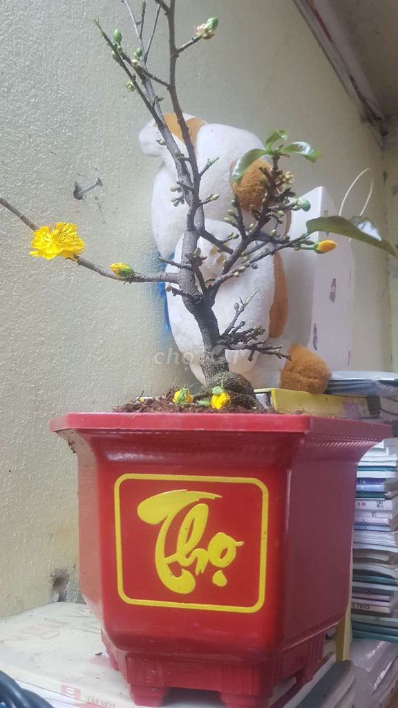 Cây cảnh Mai vàng Bonsai. Mua bán Cây cảnh, đồ trang trí tại Quận Lê Chân Hải Phòng được đăng bởi Manh Nguyen hình 1