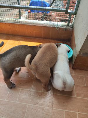 2 bé Cún lai nhật, phốc gần 2 tháng tuổi. Mua bán Chó tại Thành phố Buôn Ma Thuột Đắk Lắk được đăng bởi Phạm Thái Hoàng An