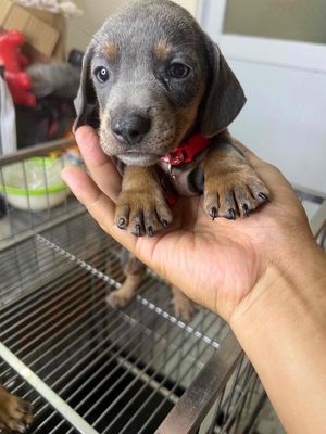 lạp xưởng thuần chủng màu hiếm. Bò si cô la. Blue. Mua bán Chó tại Huyện Củ Chi Tp Hồ Chí Minh được đăng bởi Khang Nguyễn