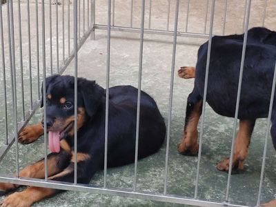 Chó Rottweiler.7_8 Ký