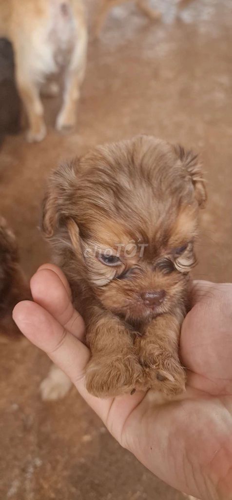 Chó Poodle lai 2 tháng nhiều màu. Mua bán Chó tại Thành phố Buôn Ma Thuột Đắk Lắk được đăng bởi Dũng hình 1