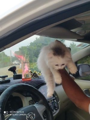 Tìm chủ cho mèo. Mua bán Mèo tại Huyện Xuyên Mộc Bà Rịa - Vũng Tàu được đăng bởi Nhỏ Dinh