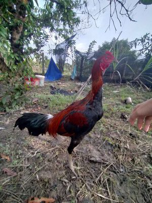 Gà nhà đỗ ổn thì mua. Mua bán Gà tại Huyện Nhơn Trạch Đồng Nai được đăng bởi phúc Nguyễn