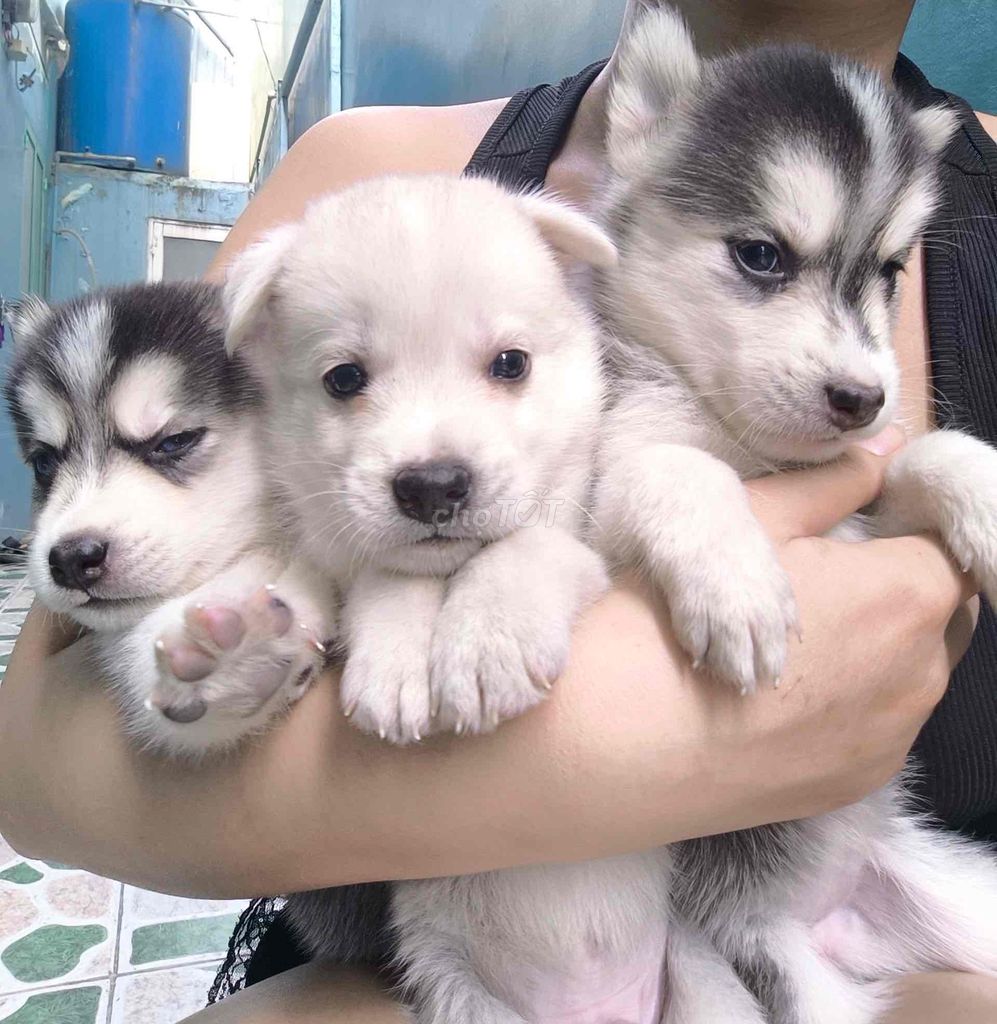 Chó Husky lai 1 tháng tuổi. Mua bán Chó tại Thành phố Thủ Đức Tp Hồ Chí Minh được đăng bởi Hoàng Dũng hình 1