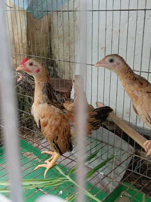 1trông 2 mai vang mơ .ga  gan 4 thang. Mua bán Gà tại Quận Bình Tân Tp Hồ Chí Minh được đăng bởi Nguyen Phuong Toan