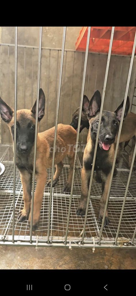 Chó Béc Bỉ nhỏ đực cái 2 tháng. Mua bán Chó tại Huyện Hưng Hà Thái Bình được đăng bởi TIẾN  hình 1