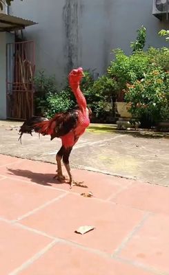 nghỉ chơi để lại cho ae đúc hoặc luyện. Mua bán Gà tại Quận Hoàng Mai Hà Nội được đăng bởi Lê văn báo