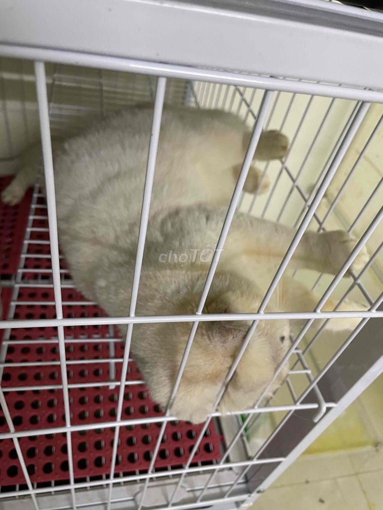 ALN silver mắt xanh lá. Mua bán Mèo tại Quận Gò Vấp Tp Hồ Chí Minh được đăng bởi TjnTjn hình 1