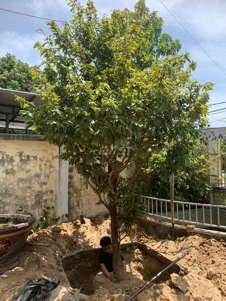 Cây mai đọt xanh quãng nam. Mua bán Cây cảnh, đồ trang trí tại Quận Hải Châu Đà Nẵng được đăng bởi Đức anh hình 1