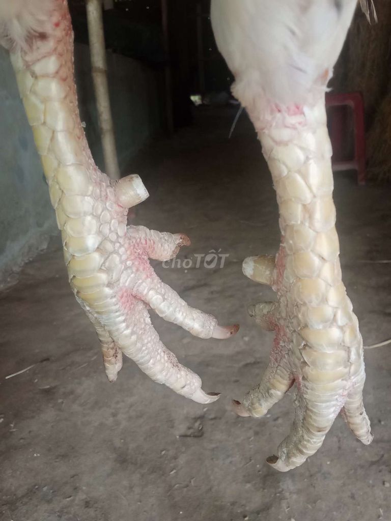 Gà bướm 2k8. Mua bán Gà tại Huyện Càng Long Trà Vinh được đăng bởi huynh long hình 5