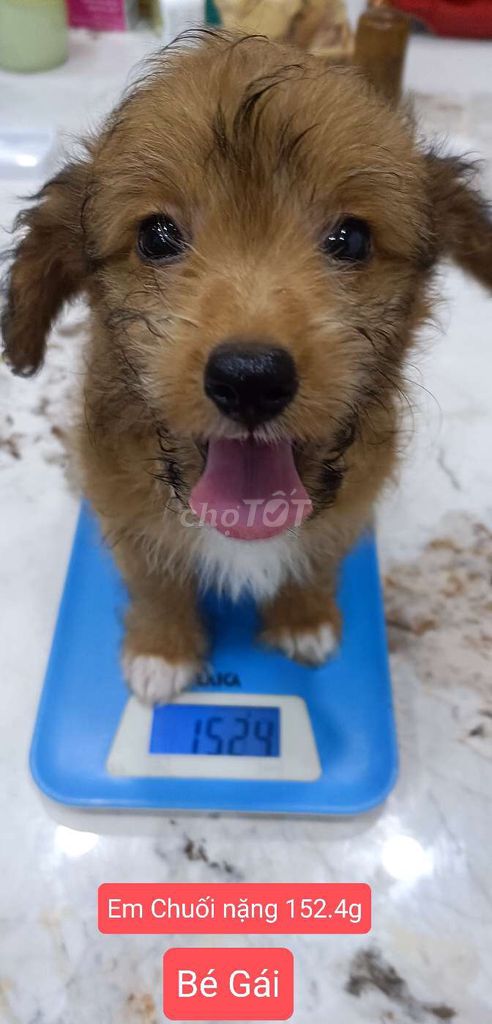 Chó Mẹ Poodle, Bố Corgi Nhà đẻ bán rẻ bù tiền sữa