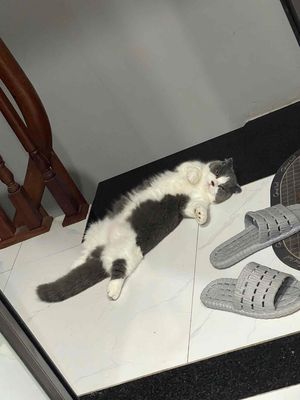 Mèo tai cụp lông mềm mượt