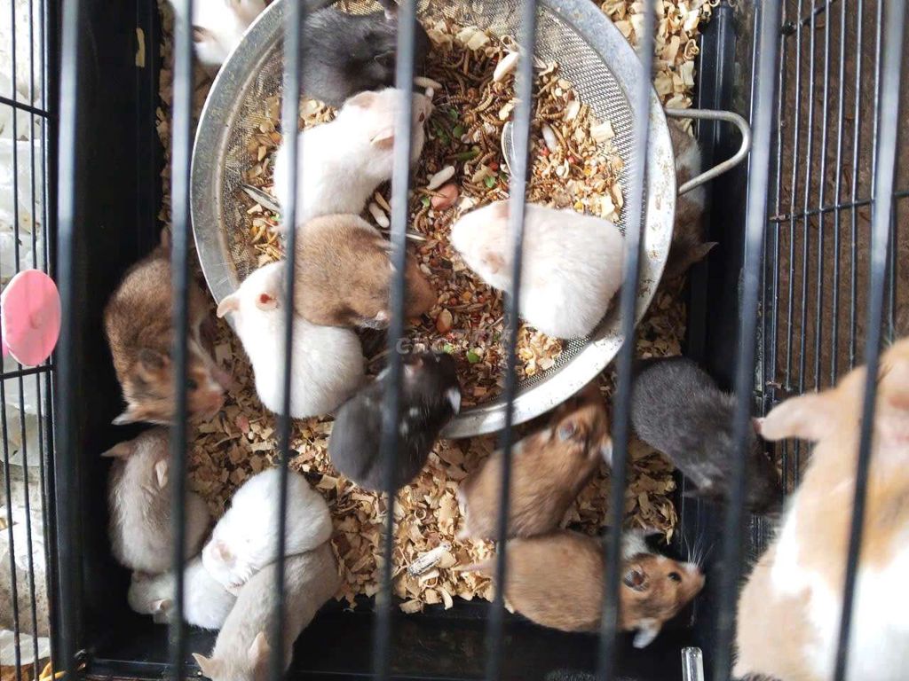 Chuột Hamster nhiều màu cả hai. Mua bán Thú cưng khác tại Thành phố Rạch Giá Kiên Giang được đăng bởi Nguyễn Trường hình 1