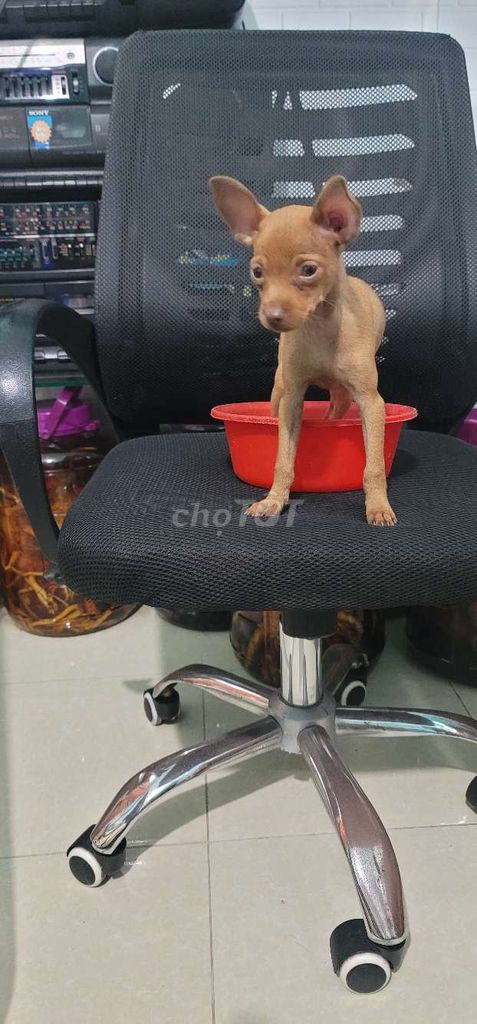 Chó Phốc hươu cái 3 tháng. Mua bán Chó tại Thành phố Bạc Liêu Bạc Liêu được đăng bởi Nguyễn Văn Phước hình 1