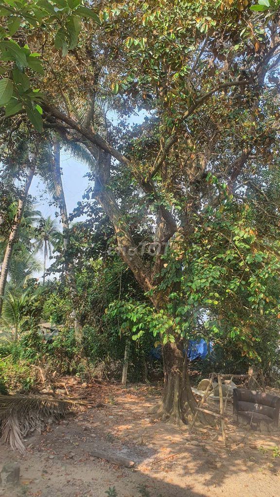 Cây vú sữa đẹp gốc to trồng hơn 56 năm. Mua bán Cây cảnh, đồ trang trí tại Thị xã Hoài Nhơn Bình Định được đăng bởi Vu hình 1