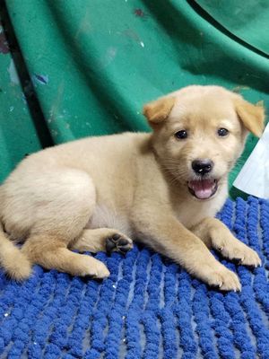 Chó Labrador f1 hay cười nghe lời dễ thương 