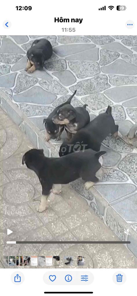 Chó con Đực và Cái. Mua bán Chó tại Thị xã Bến Cát Bình Dương được đăng bởi Nguyễn Hải Yến hình 1