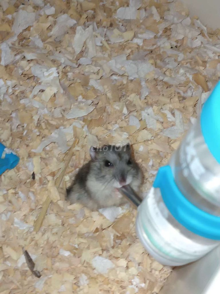 Chuột Hamster Winter White Đực/Cái Xám. Mua bán Thú cưng khác tại Huyện Nhà Bè Tp Hồ Chí Minh được đăng bởi nhi hình 1