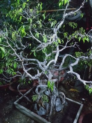 Cây xanh bonsai dáng đẹp