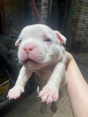 chó nhà đẻ. Mua bán Chó tại Quận 10 Tp Hồ Chí Minh được đăng bởi Minh minh