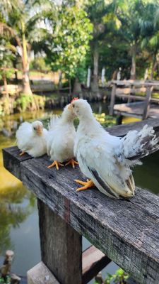Gà thái con. Mua bán Gà tại Huyện Bình Chánh Tp Hồ Chí Minh được đăng bởi Minh SG