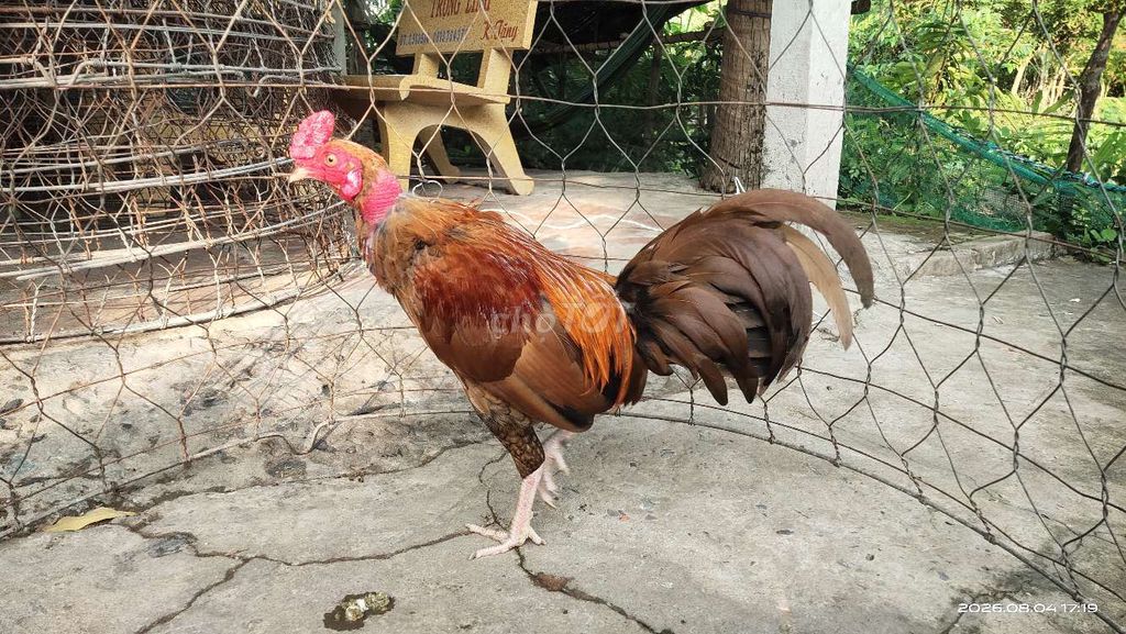Gà tre khét đực 1.6kg. Mua bán Gà tại Thị xã Gò Công Tiền Giang được đăng bởi Duy hình 1