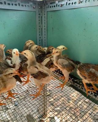 Gà con. Mua bán Gà tại Huyện Hóc Môn Tp Hồ Chí Minh được đăng bởi Thúy