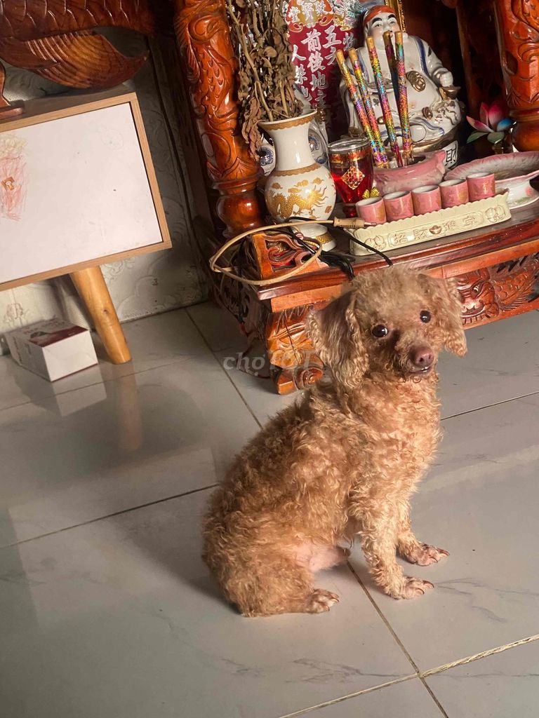 Chó Poodle tiny đực 9 tháng. Mua bán Chó tại Huyện Hóc Môn Tp Hồ Chí Minh được đăng bởi cò lái đừng trả giá hình 1