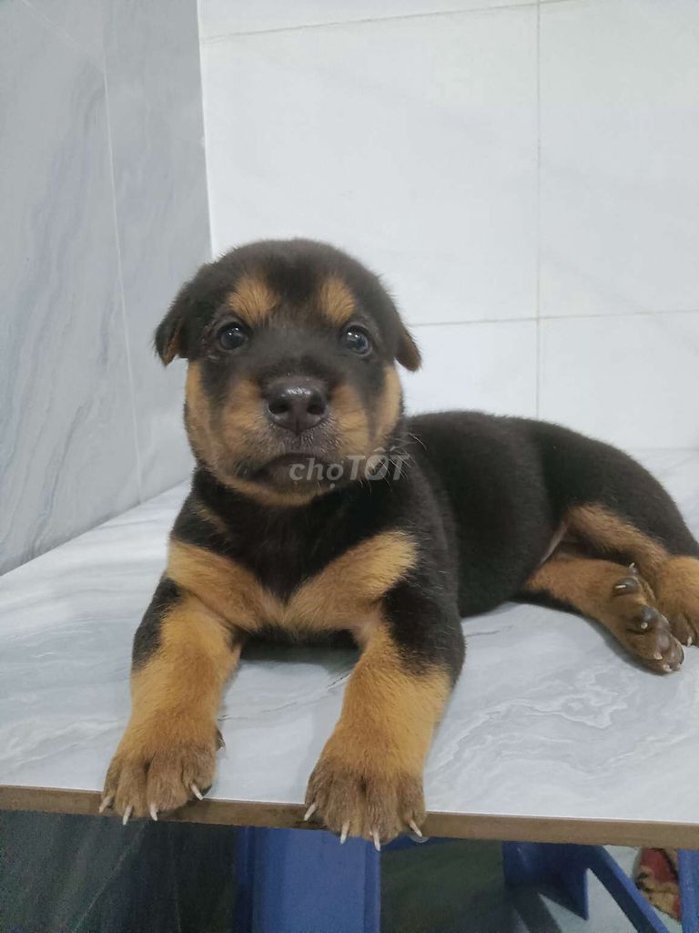 Chó Rottweiler F1 móng đeo Huyền đề kép rất khôn. Mua bán Chó tại Quận 6 Tp Hồ Chí Minh được đăng bởi Tăng Chí Lương  hình 1