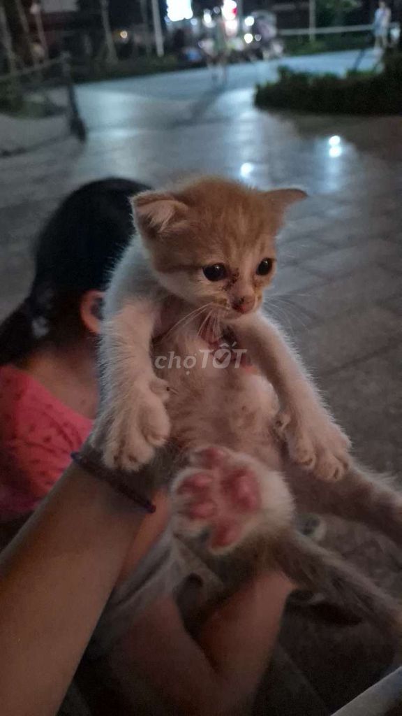 Mèo Lai ta bicolor Vàng trắng. Mua bán Mèo tại Quận Cầu Giấy Hà Nội được đăng bởi Chip Dauu hình 1