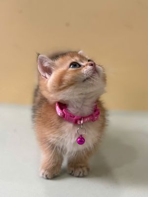 Mèo Munchkin golden ny11- chân ngắn đực 2.5th