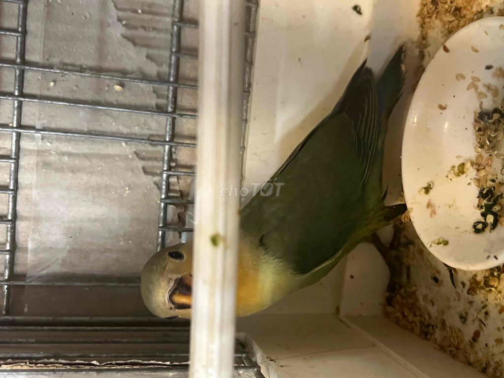 vet lovebird de thuong nha nuoi len