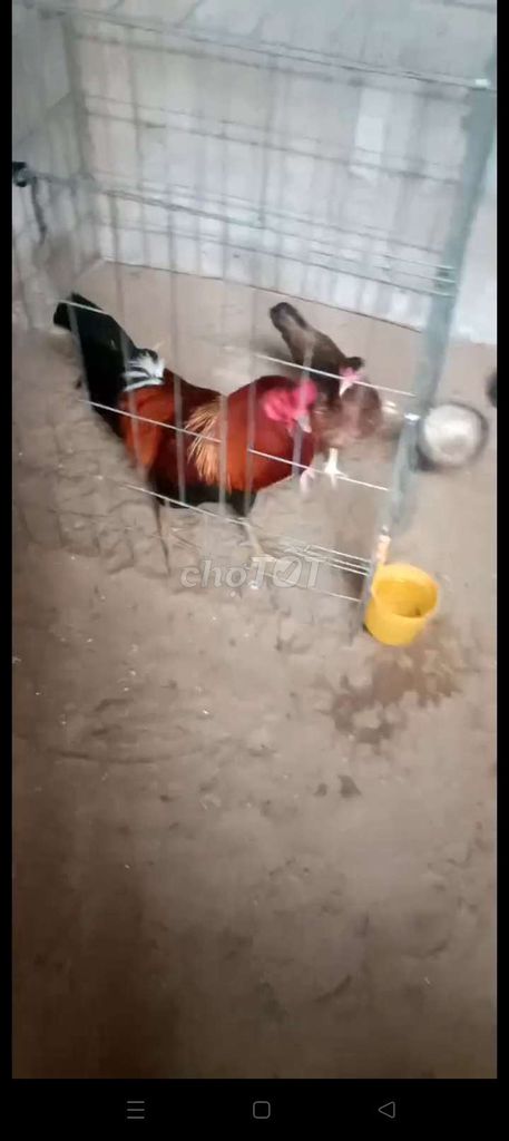 gà hiện 2ki2 còn lên (có nhận gl nha)